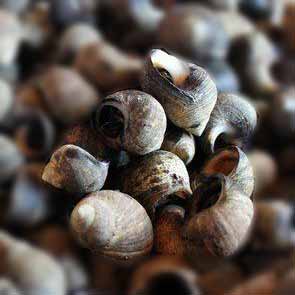 Caracolillos o Bígaros Cocidos en Agua de Mar