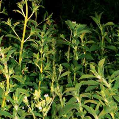Arbusto Stevia Rebudiana