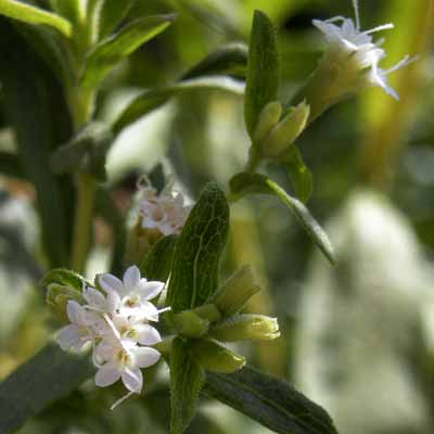 Flor de Stevia