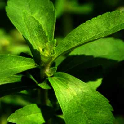 Hoja de Stevia